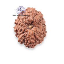 Load image into Gallery viewer, 12 Mukhi Indonesian Rudraksha - Bead No. 361
