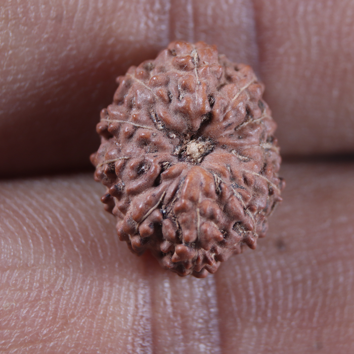 12 Mukhi Indonesian Rudraksha - Bead No. 361