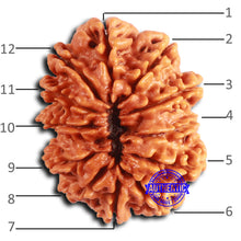 Load image into Gallery viewer, 12 Mukhi Nepalese Rudraksha - Bead No 342
