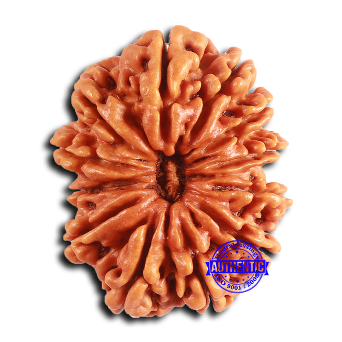12 Mukhi Nepalese Rudraksha - Bead No 342