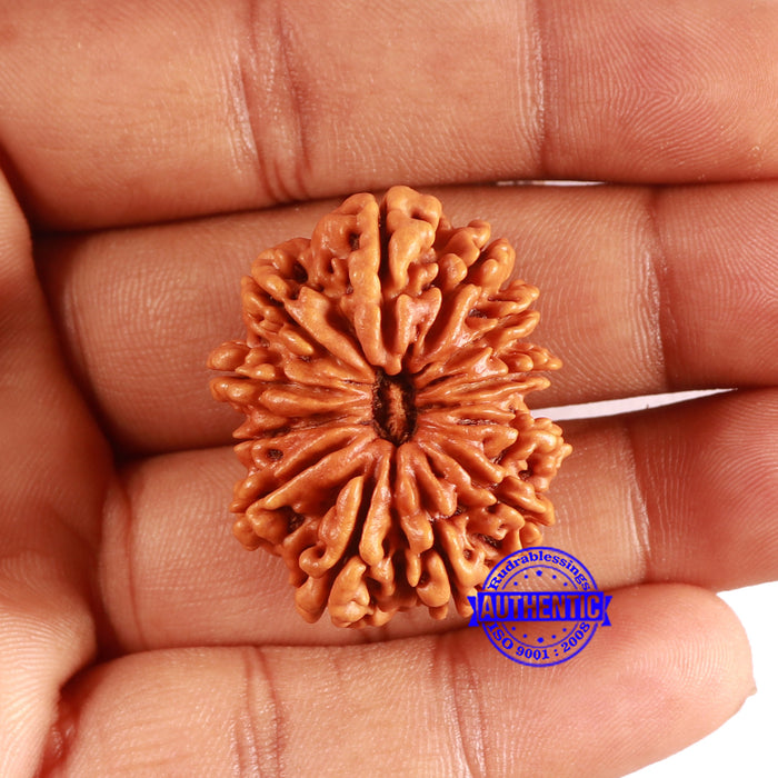 12 Mukhi Nepalese Rudraksha - Bead No 342