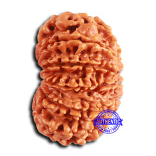 Load image into Gallery viewer, 12 Mukhi Nepalese Rudraksha - Bead No 342
