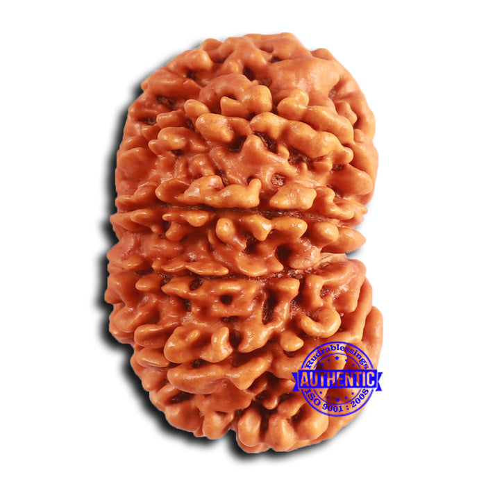 12 Mukhi Nepalese Rudraksha - Bead No 342
