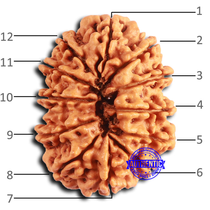 12 Mukhi Nepalese Rudraksha - Bead No. 343