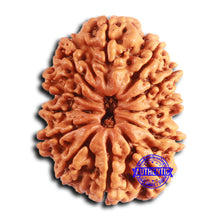 Load image into Gallery viewer, 12 Mukhi Nepalese Rudraksha - Bead No. 343
