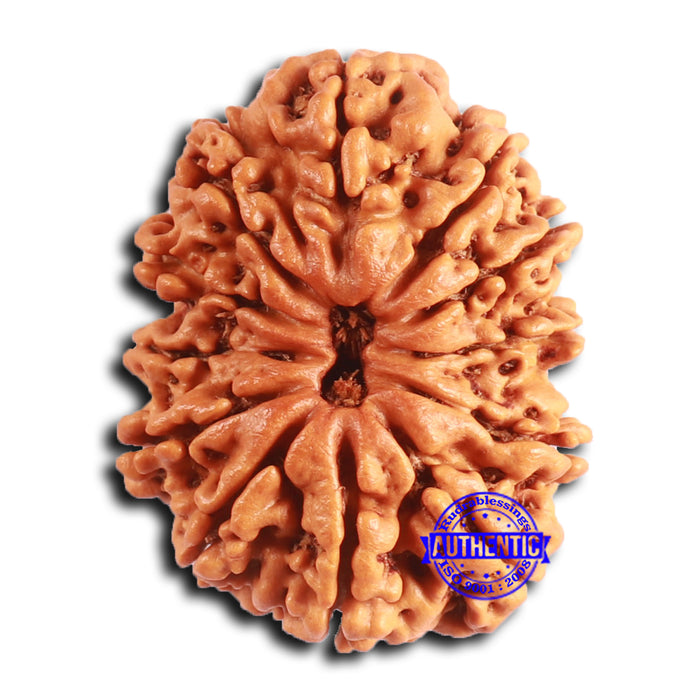 12 Mukhi Nepalese Rudraksha - Bead No. 343