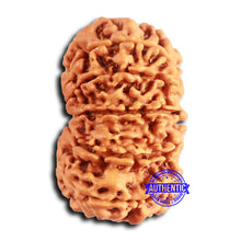 Load image into Gallery viewer, 12 Mukhi Nepalese Rudraksha - Bead No. 343

