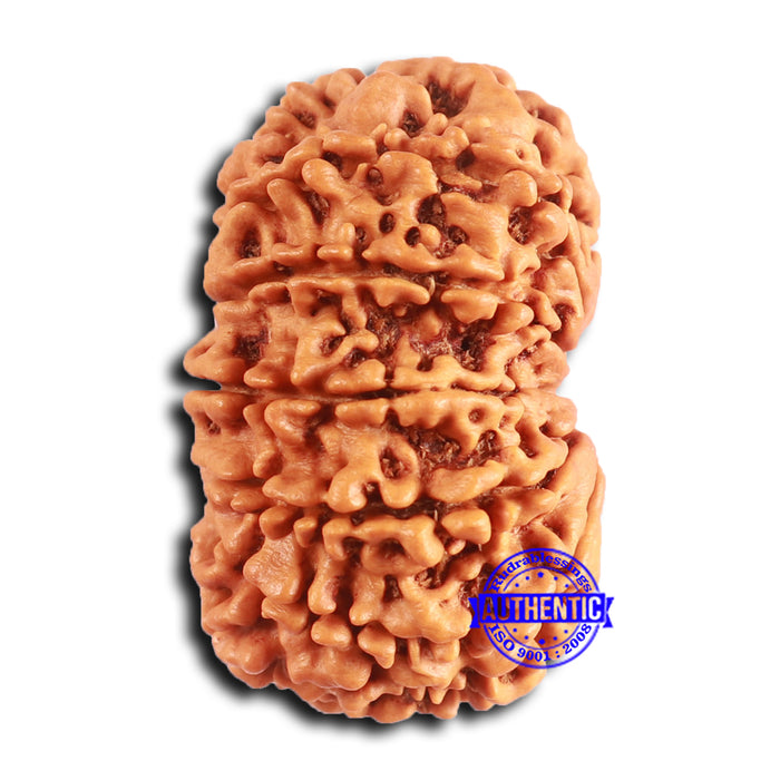 12 Mukhi Nepalese Rudraksha - Bead No. 343