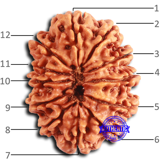 12 Mukhi Nepalese Rudraksha - Bead No. 344