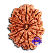 Load image into Gallery viewer, 12 Mukhi Nepalese Rudraksha - Bead No. 344
