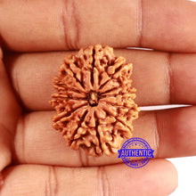 Load image into Gallery viewer, 12 Mukhi Nepalese Rudraksha - Bead No. 344
