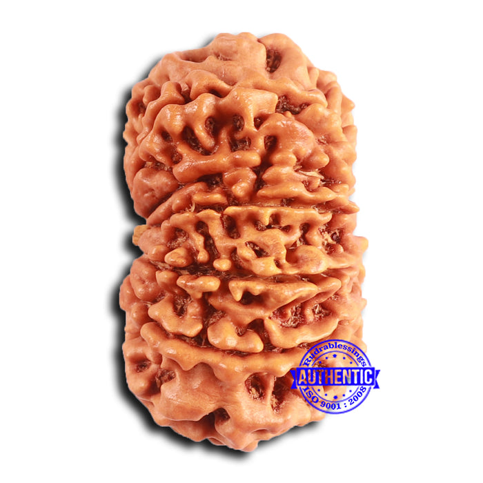 12 Mukhi Nepalese Rudraksha - Bead No. 344