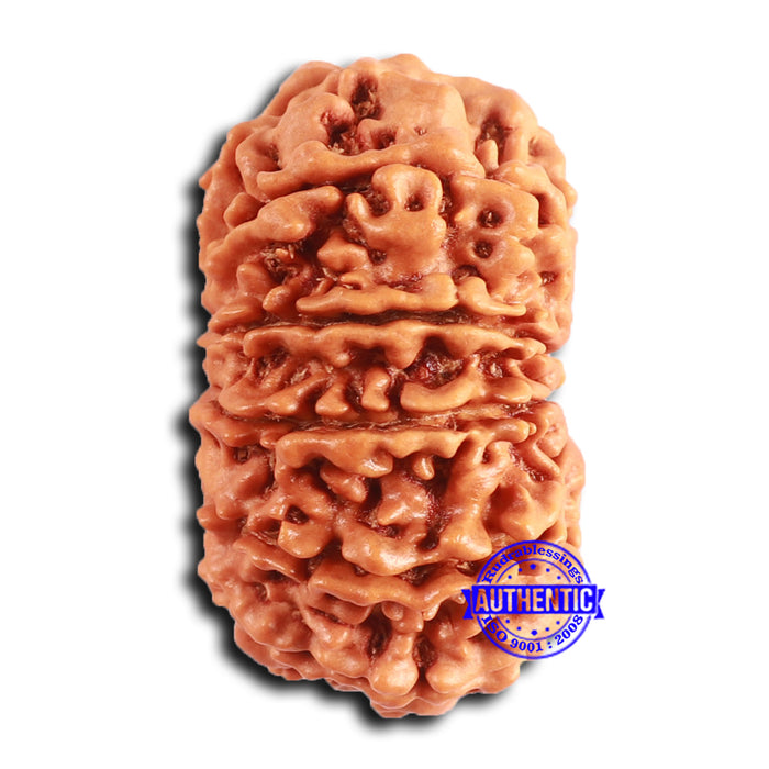 12 Mukhi Nepalese Rudraksha - Bead No. 344