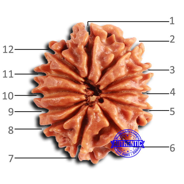 12 Mukhi Nepalese Rudraksha - Bead No 345