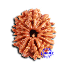 Load image into Gallery viewer, 12 Mukhi Nepalese Rudraksha - Bead No 345
