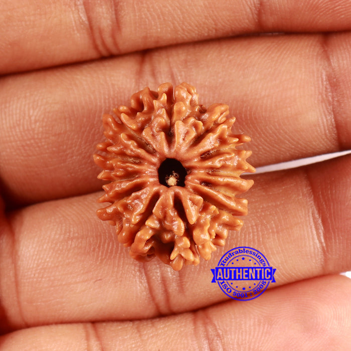 12 Mukhi Nepalese Rudraksha - Bead No 345