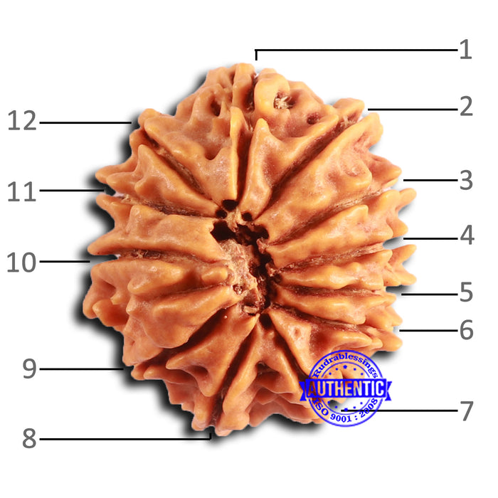 12 Mukhi Nepalese Rudraksha - Bead No 346