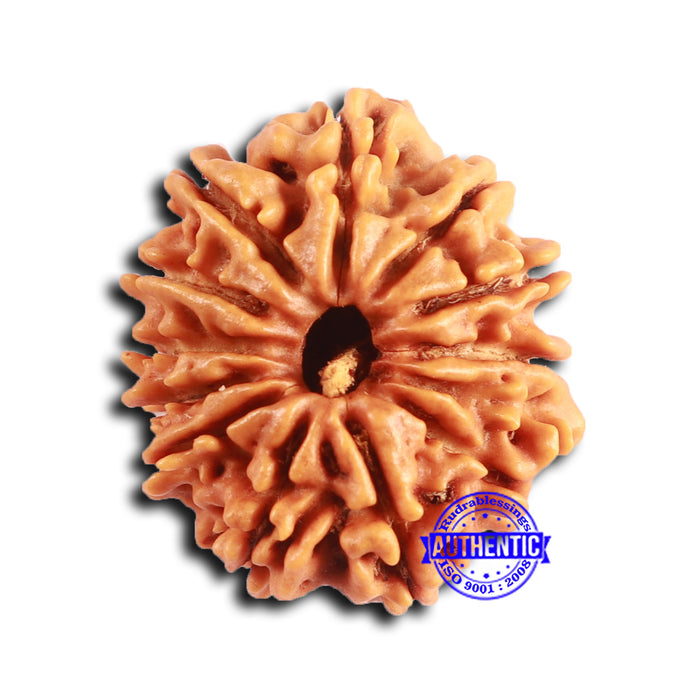 12 Mukhi Nepalese Rudraksha - Bead No 346
