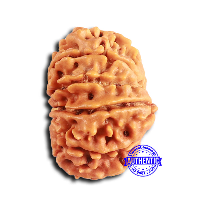 12 Mukhi Nepalese Rudraksha - Bead No 346