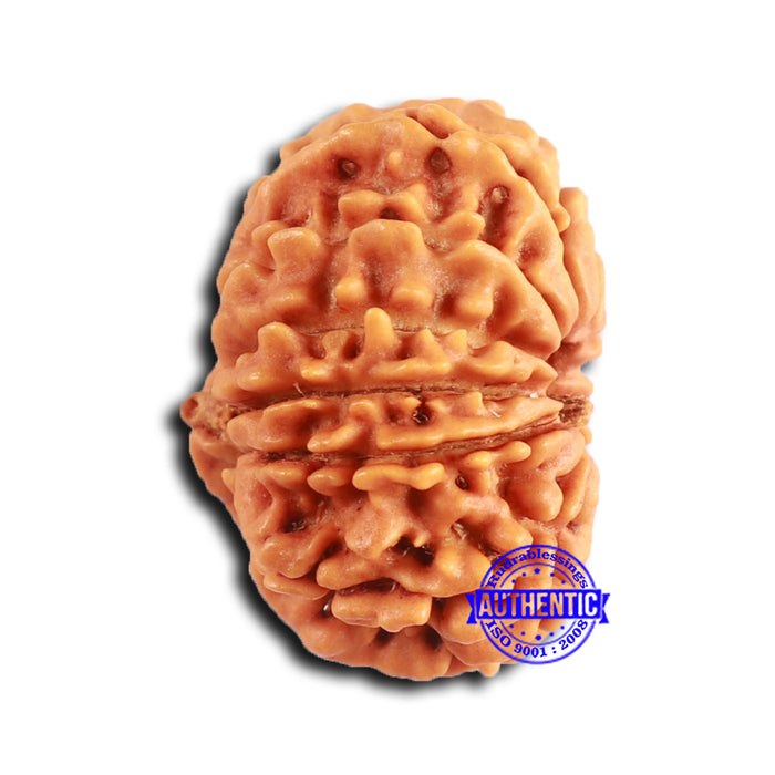 12 Mukhi Nepalese Rudraksha - Bead No 346