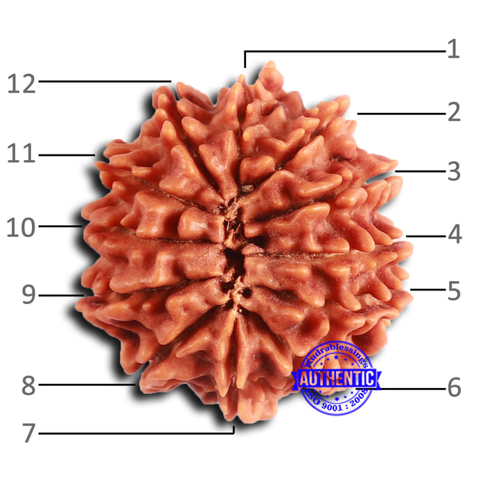 12 Mukhi Nepalese Rudraksha - Bead No 347