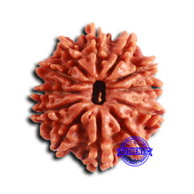 Load image into Gallery viewer, 12 Mukhi Nepalese Rudraksha - Bead No 347
