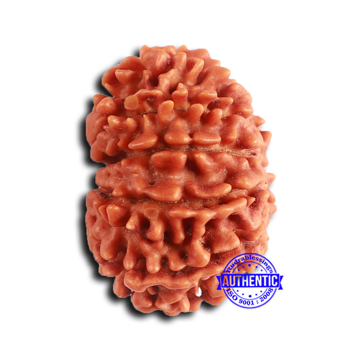 12 Mukhi Nepalese Rudraksha - Bead No 347