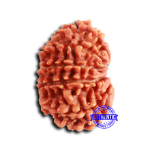 Load image into Gallery viewer, 12 Mukhi Nepalese Rudraksha - Bead No 347
