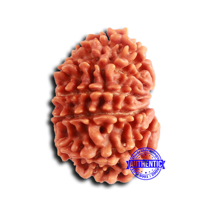 12 Mukhi Nepalese Rudraksha - Bead No 347