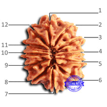 Load image into Gallery viewer, 12 Mukhi Nepalese Rudraksha - Bead No 348
