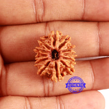 Load image into Gallery viewer, 12 Mukhi Nepalese Rudraksha - Bead No 348
