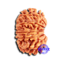 Load image into Gallery viewer, 12 Mukhi Nepalese Rudraksha - Bead No 348
