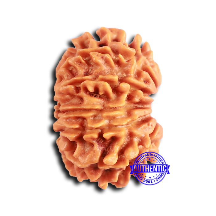 12 Mukhi Nepalese Rudraksha - Bead No 348