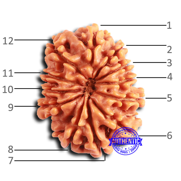 12 Mukhi Nepalese Rudraksha - Bead No 349