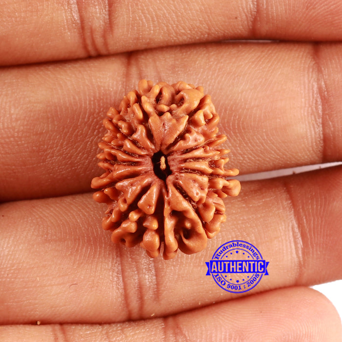 12 Mukhi Nepalese Rudraksha - Bead No 349