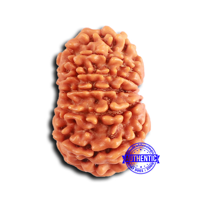 12 Mukhi Nepalese Rudraksha - Bead No 349