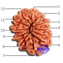 Load image into Gallery viewer, 12 Mukhi Nepalese Rudraksha - Bead No 350
