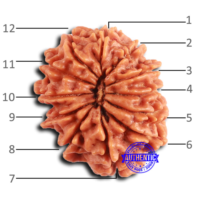 12 Mukhi Nepalese Rudraksha - Bead No 350