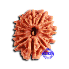 Load image into Gallery viewer, 12 Mukhi Nepalese Rudraksha - Bead No 350

