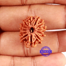 Load image into Gallery viewer, 12 Mukhi Nepalese Rudraksha - Bead No 350
