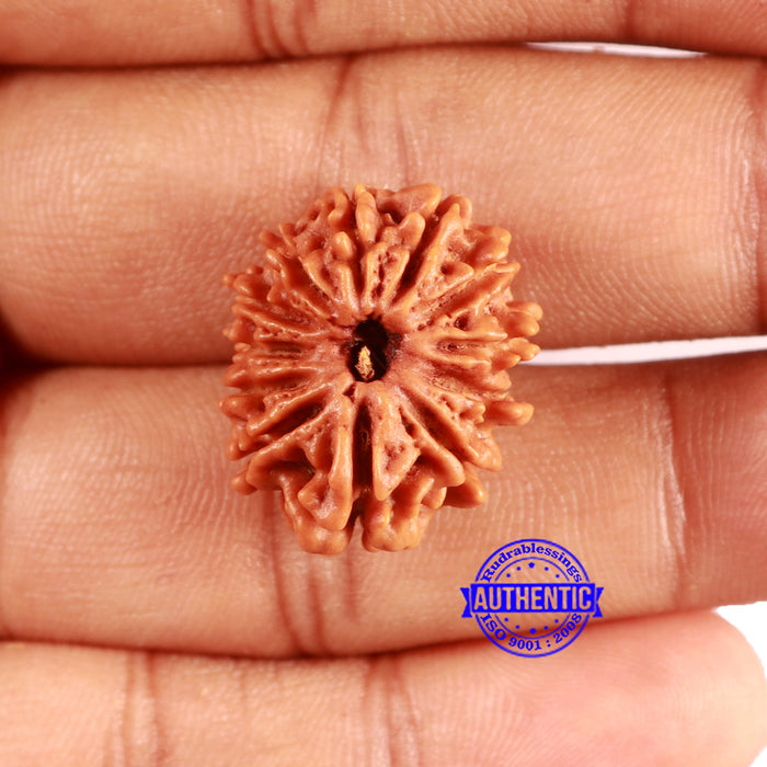 12 Mukhi Nepalese Rudraksha - Bead No 350