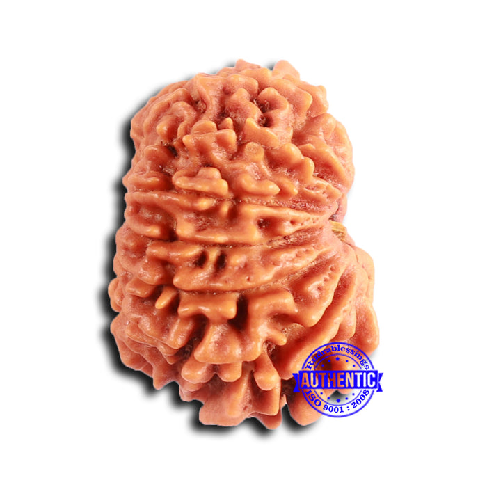 12 Mukhi Nepalese Rudraksha - Bead No 350