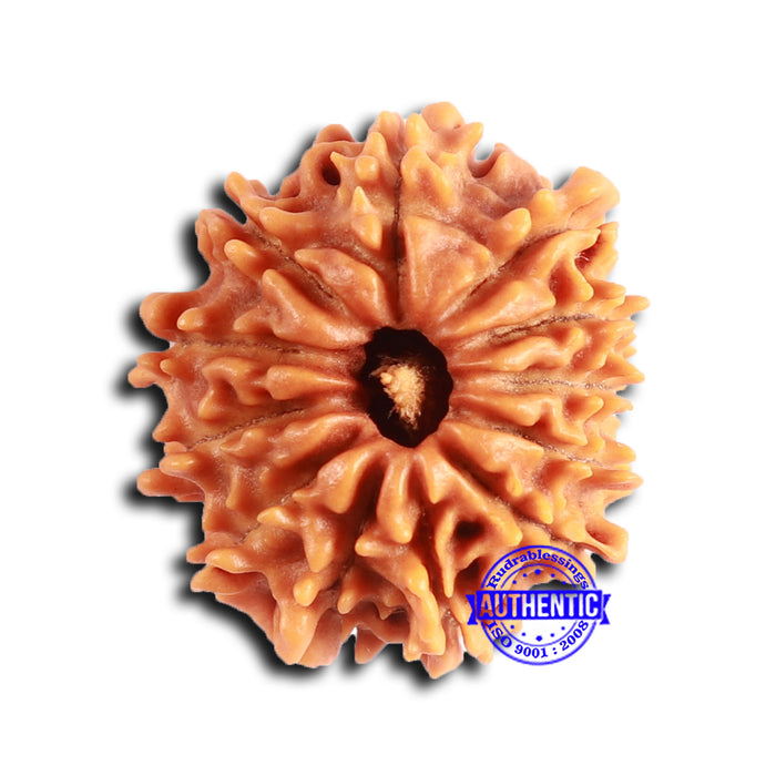 12 Mukhi Nepalese Rudraksha - Bead No 351