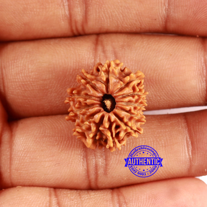 12 Mukhi Nepalese Rudraksha - Bead No 351