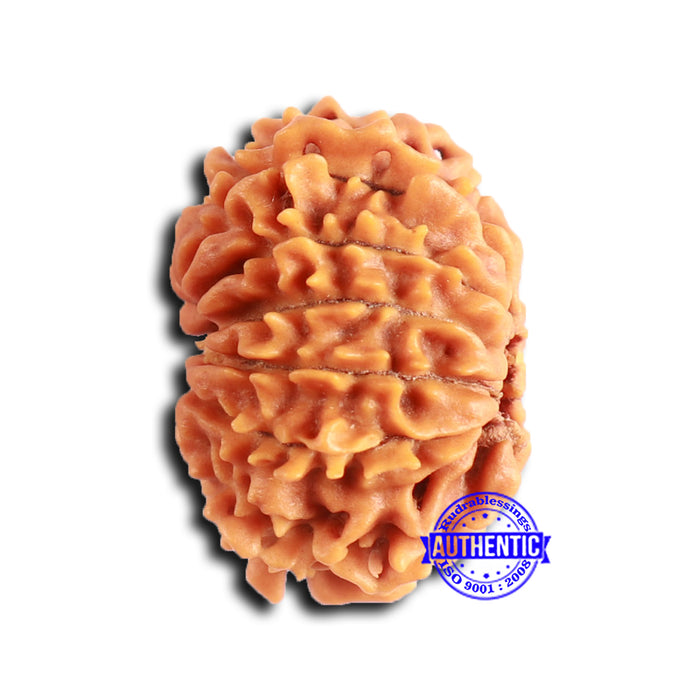 12 Mukhi Nepalese Rudraksha - Bead No 351