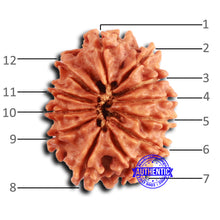 Load image into Gallery viewer, 12 Mukhi Nepalese Rudraksha - Bead No 352
