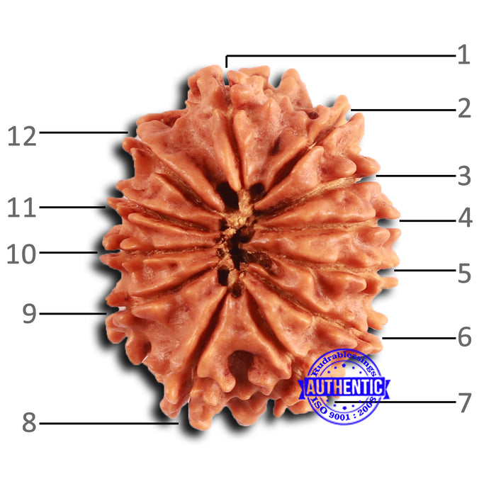12 Mukhi Nepalese Rudraksha - Bead No 352