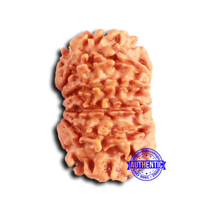 12 Mukhi Nepalese Rudraksha - Bead No 352