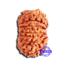 Load image into Gallery viewer, 12 Mukhi Nepalese Rudraksha - Bead No 352
