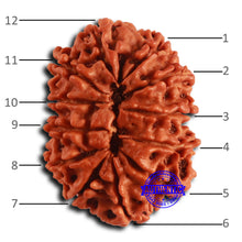 Load image into Gallery viewer, 12 Mukhi Nepalese Rudraksha - Bead No. 353
